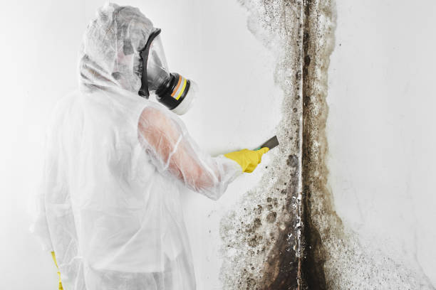 Trusted Garner, NC Mold Removal Experts