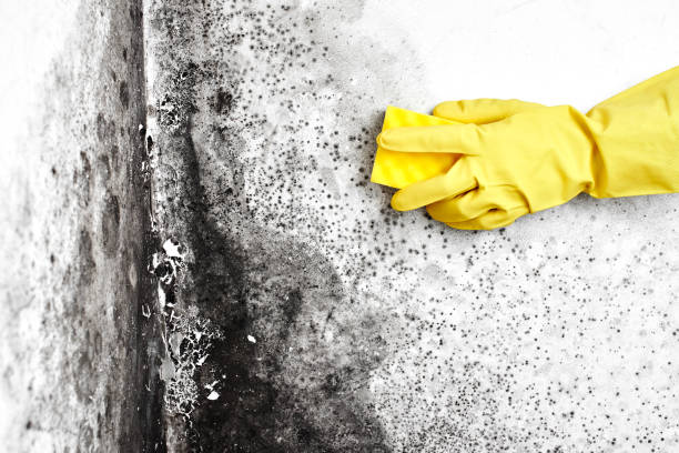 Best Mold Remediation  in Garner, NC