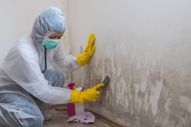 Mold Removal and Inspection in Garner, NC