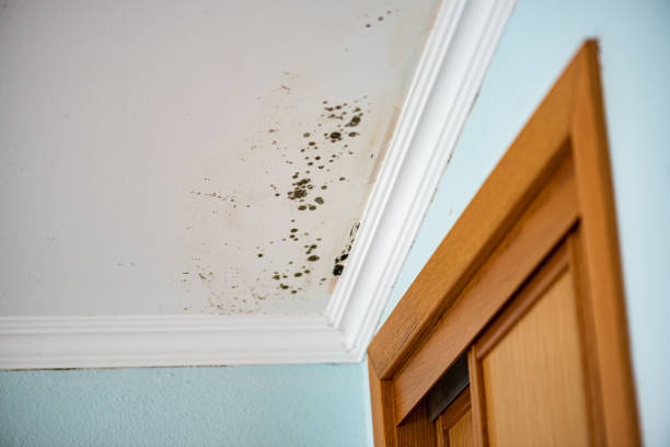 Home Mold Removal in Garner, NC