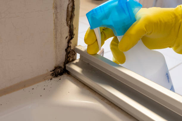 Best Best Mold Removal Companies  in Garner, NC