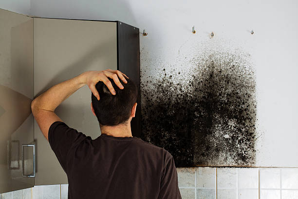Best Mold Removal Company Near Me  in Garner, NC