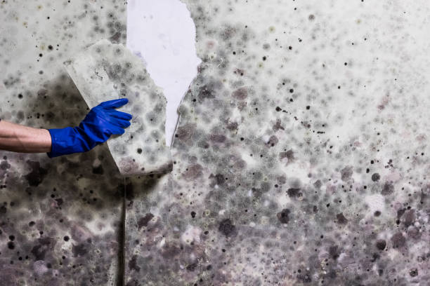 Best Toxic Mold Removal  in Garner, NC